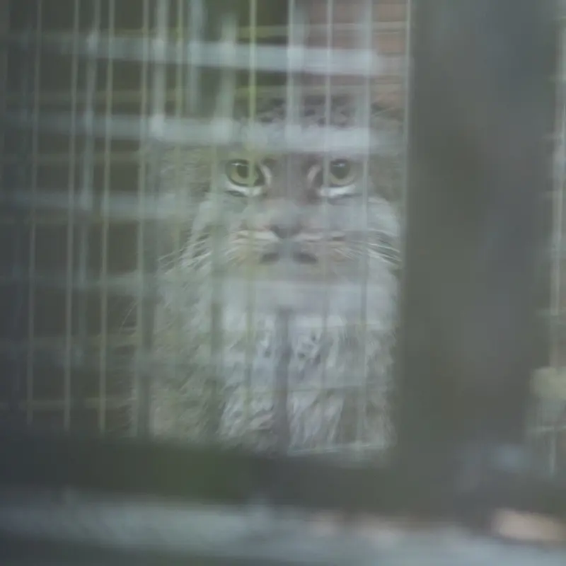A photograph of Oliva in Saitama Children's Zoo
