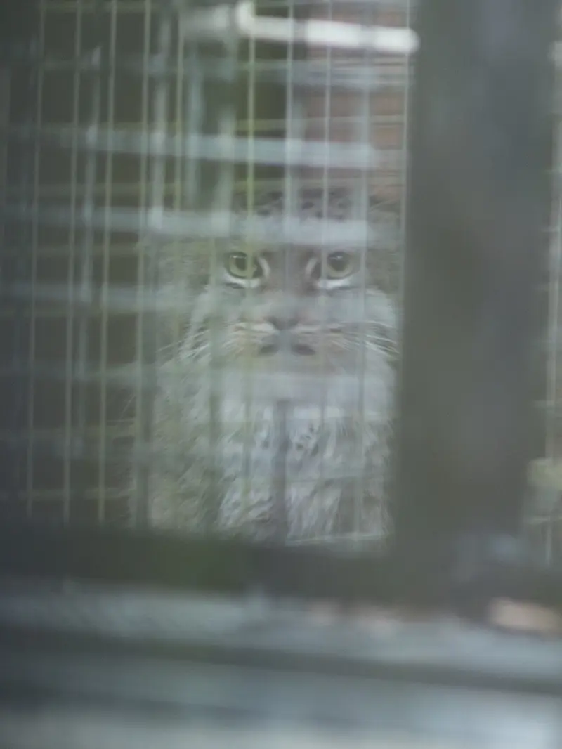 A photograph of Oliva in Saitama Children's Zoo