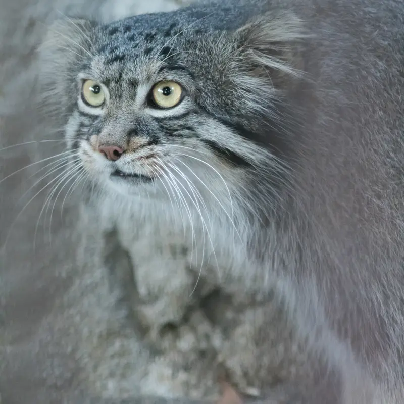 A photograph of Figa in Nogeyama Zoo
