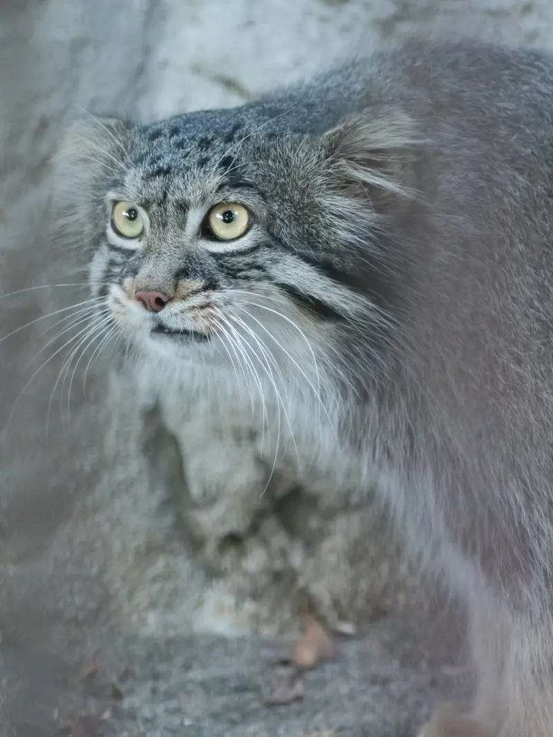 A photograph of Figa in Nogeyama Zoo