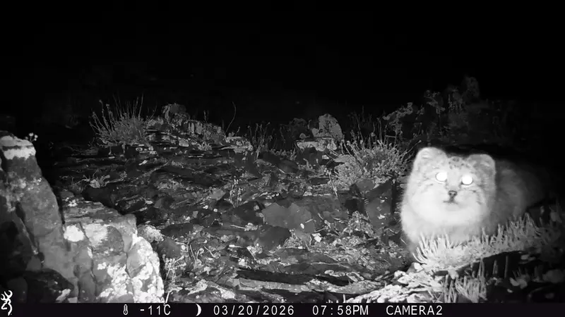 A photograph of a Pallas's cat