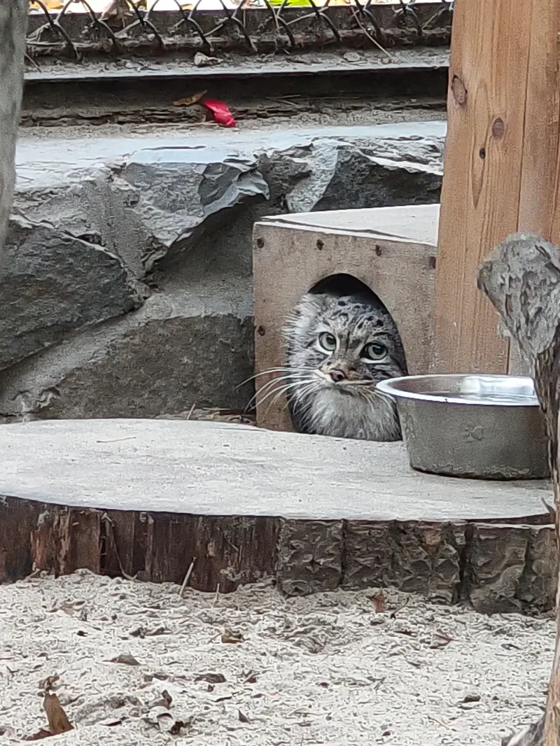 A photograph of Adele in Novosibirsk Zoo