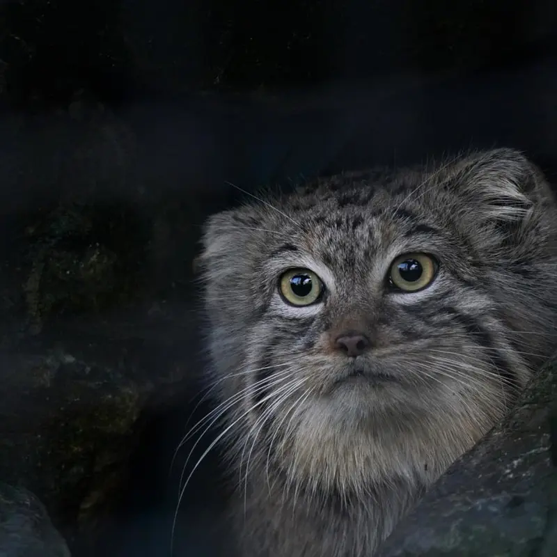 A photograph of Charu in Zie-Zoo