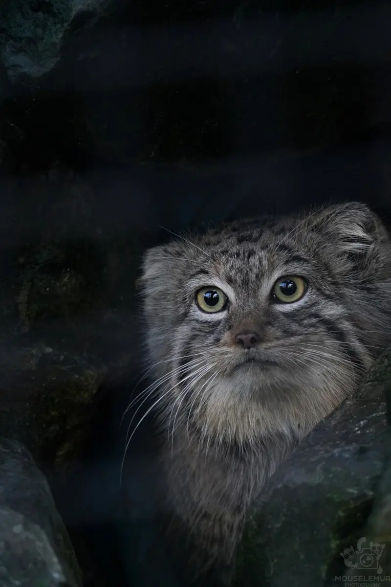 A photograph of Charu in Zie-Zoo