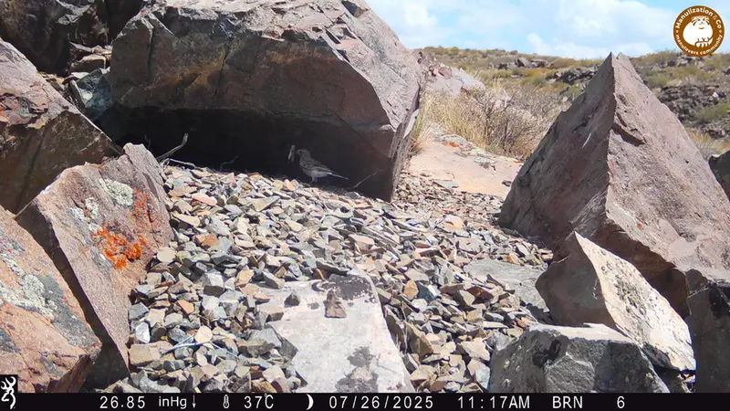 A photograph of a Pallas's cat from Kiikbai [new] camera trap