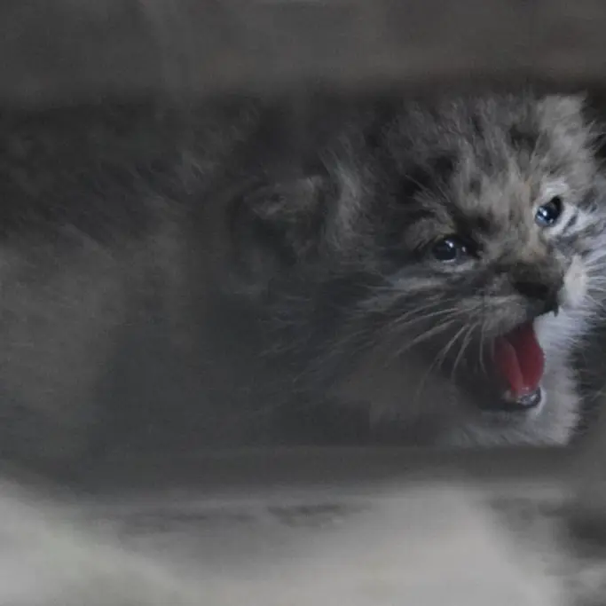A photograph of Kitten of Lucy b. 2026 Ⅰ in Budapest Zoo & Botanical Garden