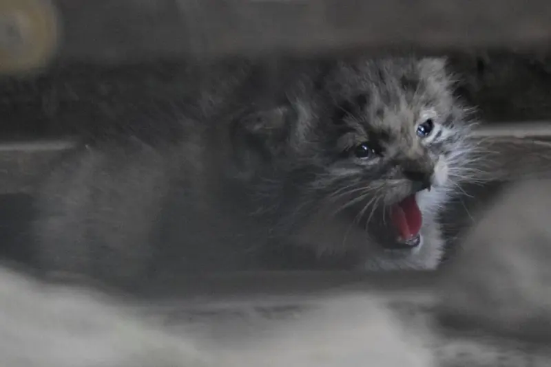 A photograph of Kitten of Lucy b. 2026 Ⅰ in Budapest Zoo & Botanical Garden