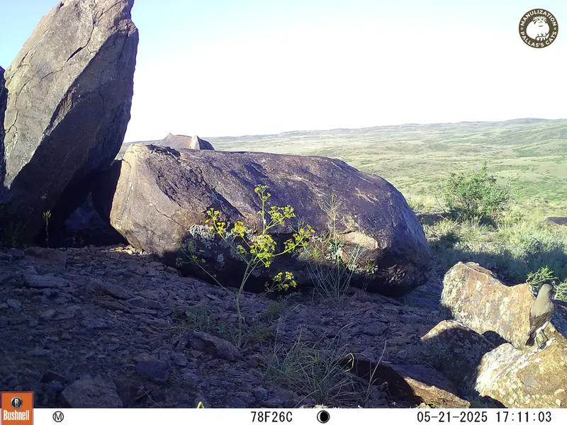 A photograph of a Pallas&#039;s cat from Koshkar camera trap
