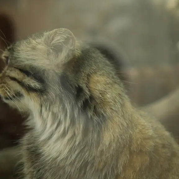 A photograph of a Pallas's cat in Ueno Zoological Gardens