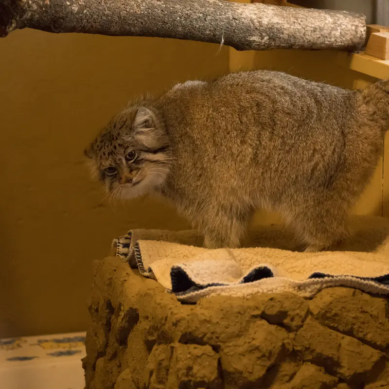 A photograph of Lotos in Saitama Children's Zoo