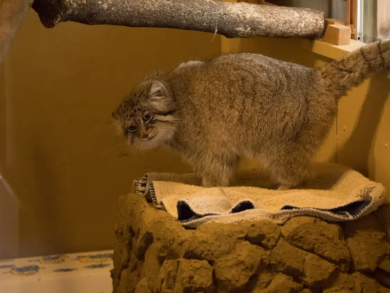 A photograph of Lotos in Saitama Children's Zoo