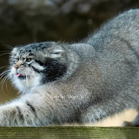 A photograph of Grusha in Asahiyama Zoo