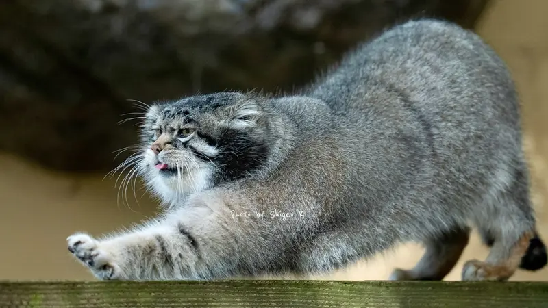 A photograph of Grusha in Asahiyama Zoo