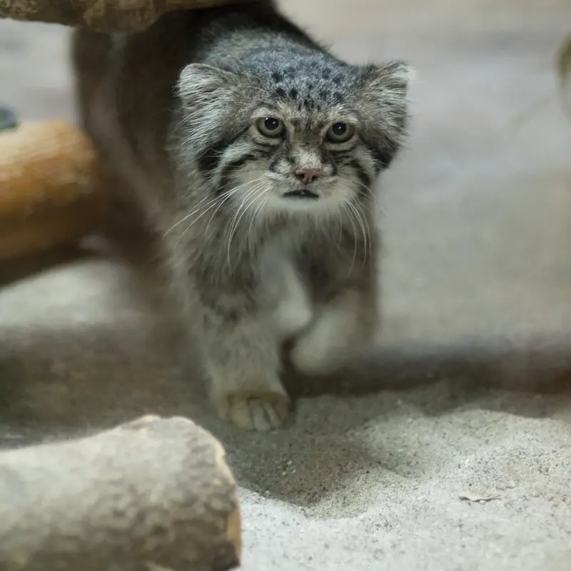 A photograph of Klyon in Ueno Zoological Gardens
