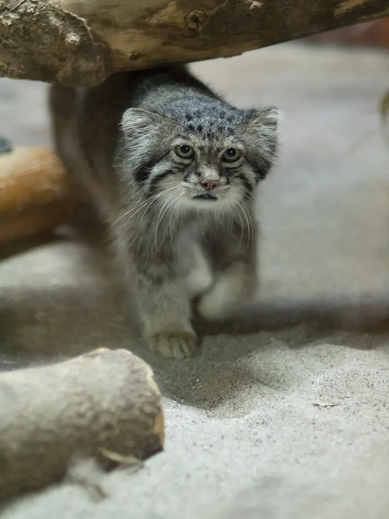 A photograph of Klyon in Ueno Zoological Gardens