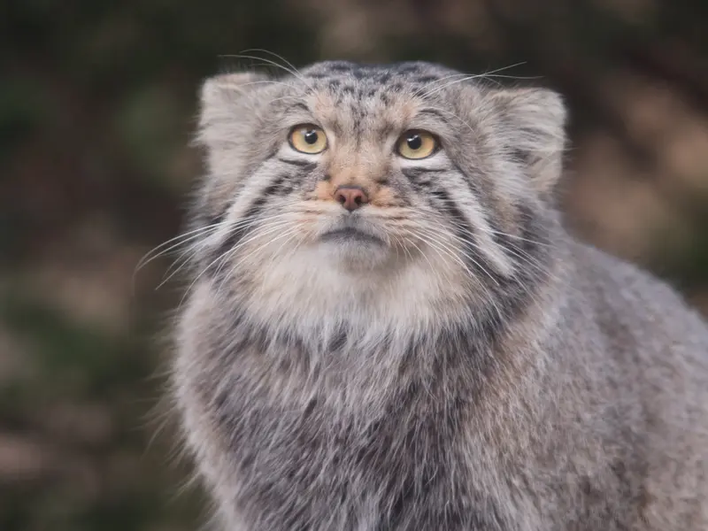 A photograph of Nagomu in Nasu Animal Kingdom