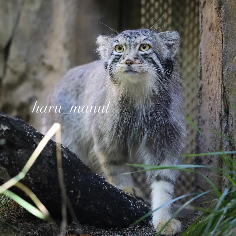 A photograph of Nagomu in Nasu Animal Kingdom