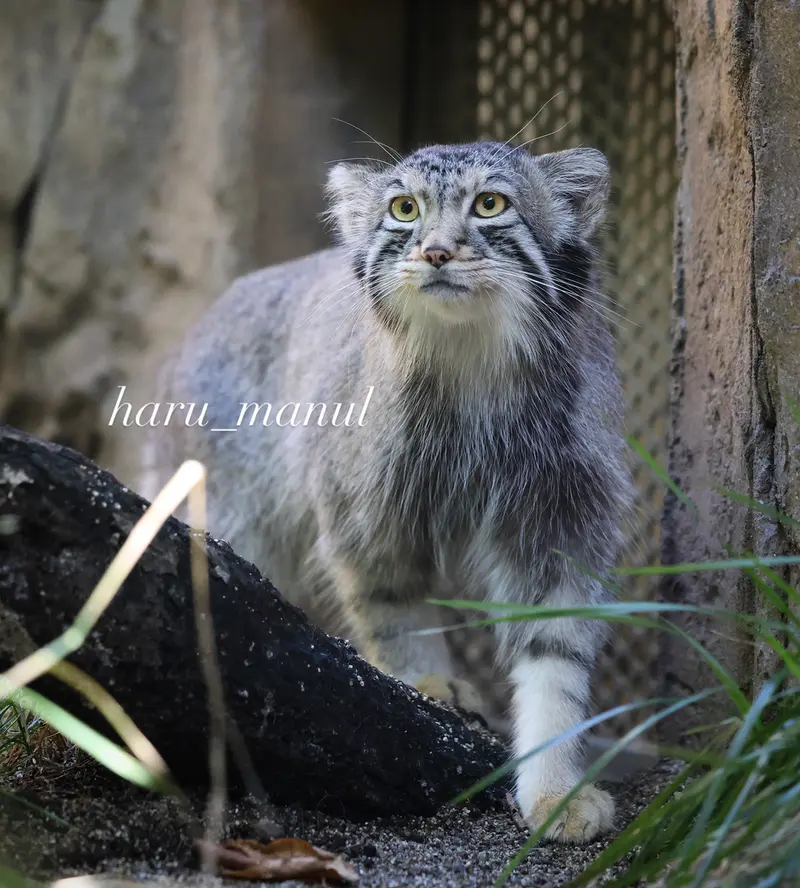 A photograph of Nagomu in Nasu Animal Kingdom