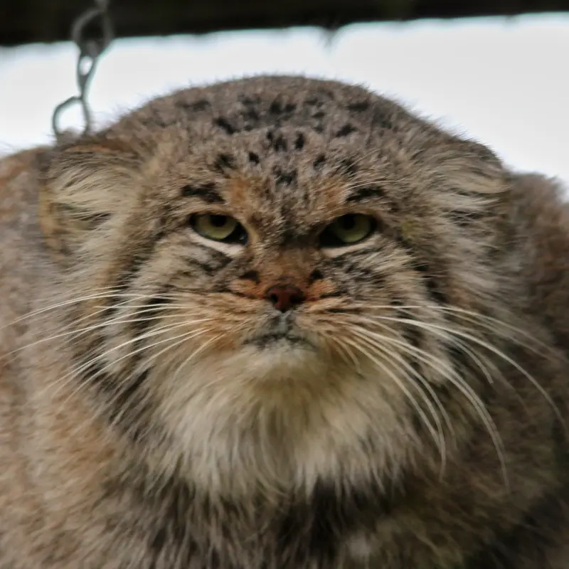 Buck the Pallas's cat from Banham Zoo