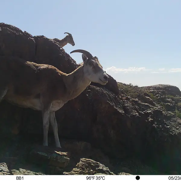 A photograph of Argali from Aktas-Kunkora camera trap