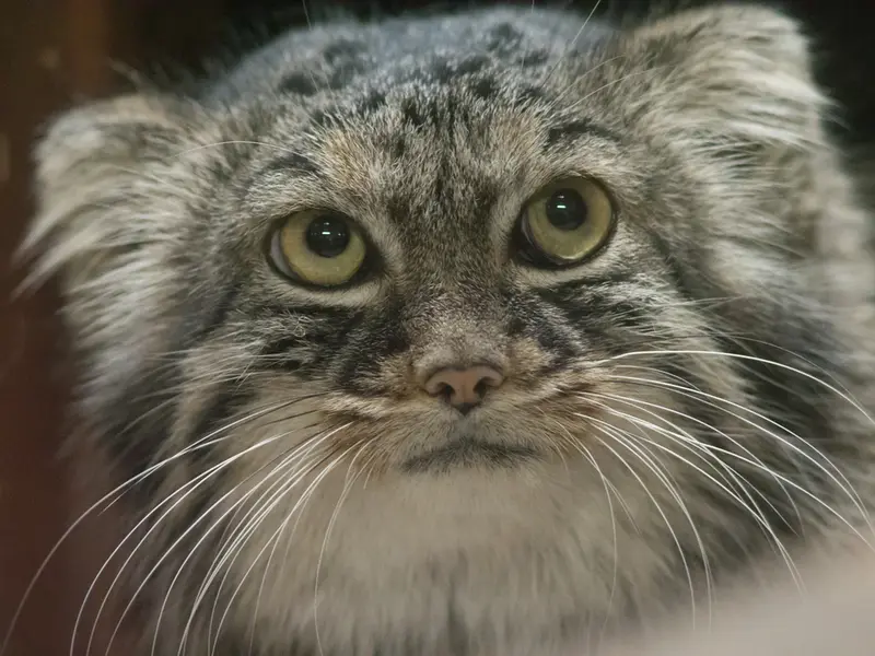 A photograph of Shafran in Ueno Zoological Gardens