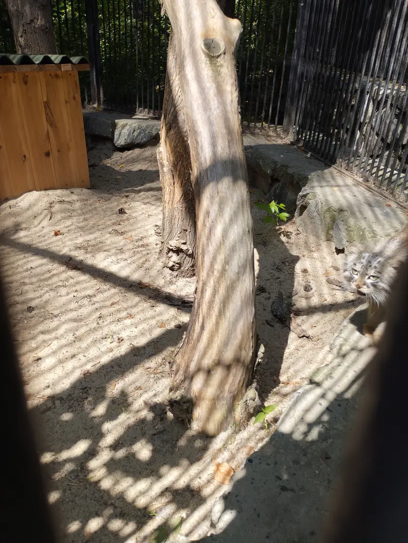 A photograph of a Pallas's cat in Novosibirsk Zoo