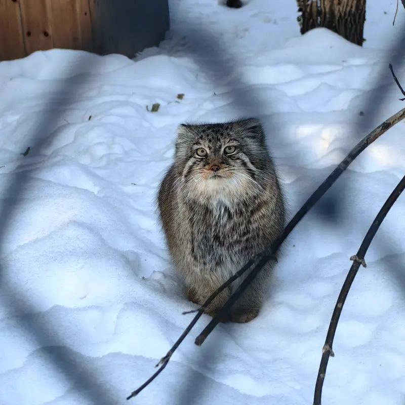 A photograph of Lolo in Novosibirsk Zoo