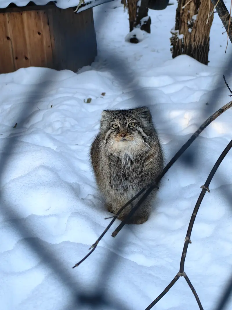 A photograph of Lolo in Novosibirsk Zoo