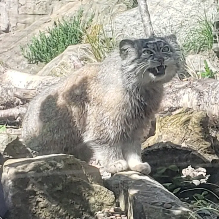 A photograph of a Pallas's cat in Edinburgh Zoo