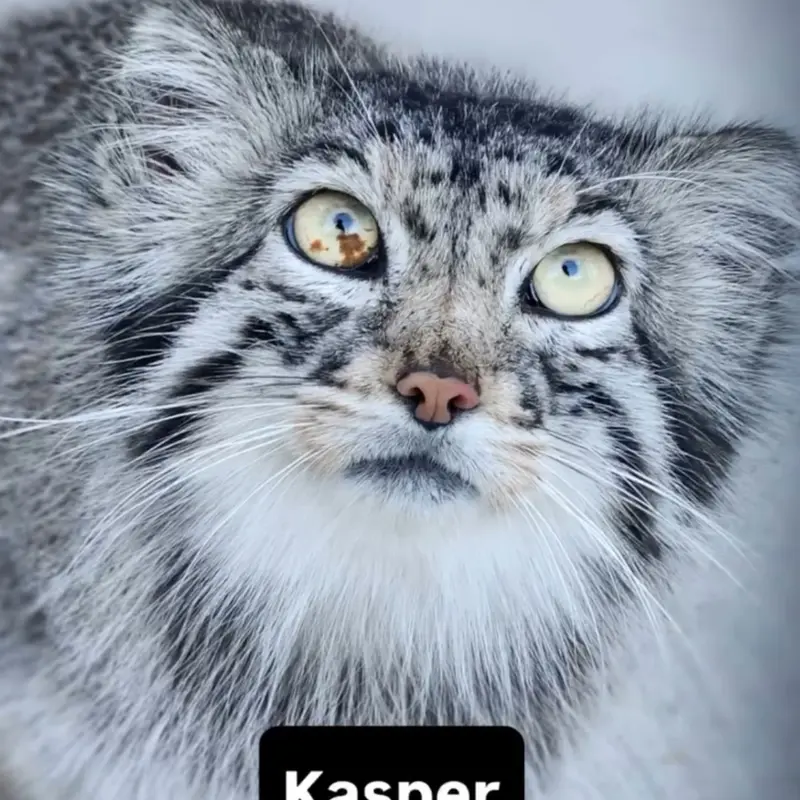 A photograph of Kasper in Elmwood Park Zoo