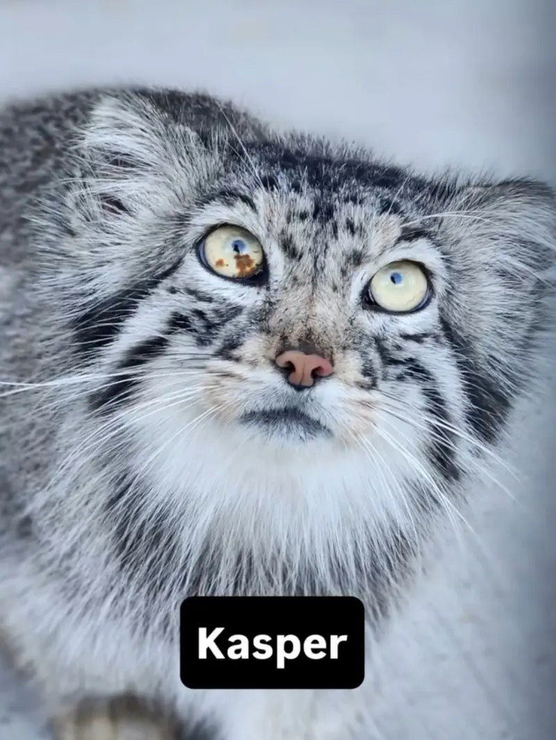 A photograph of Kasper in Elmwood Park Zoo