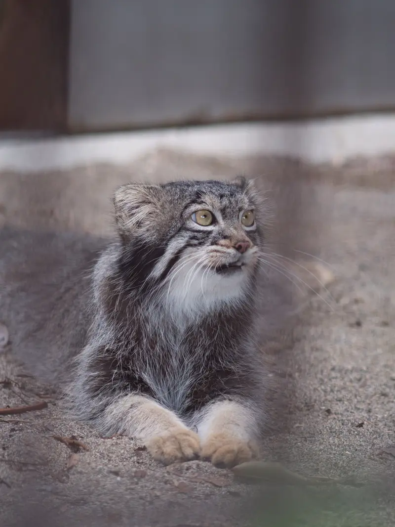 A photograph of Figa in Nogeyama Zoo
