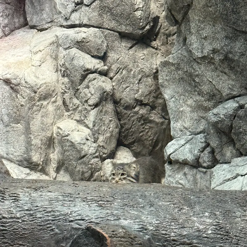 A photograph of a Pallas's cat in Cincinnati Zoo