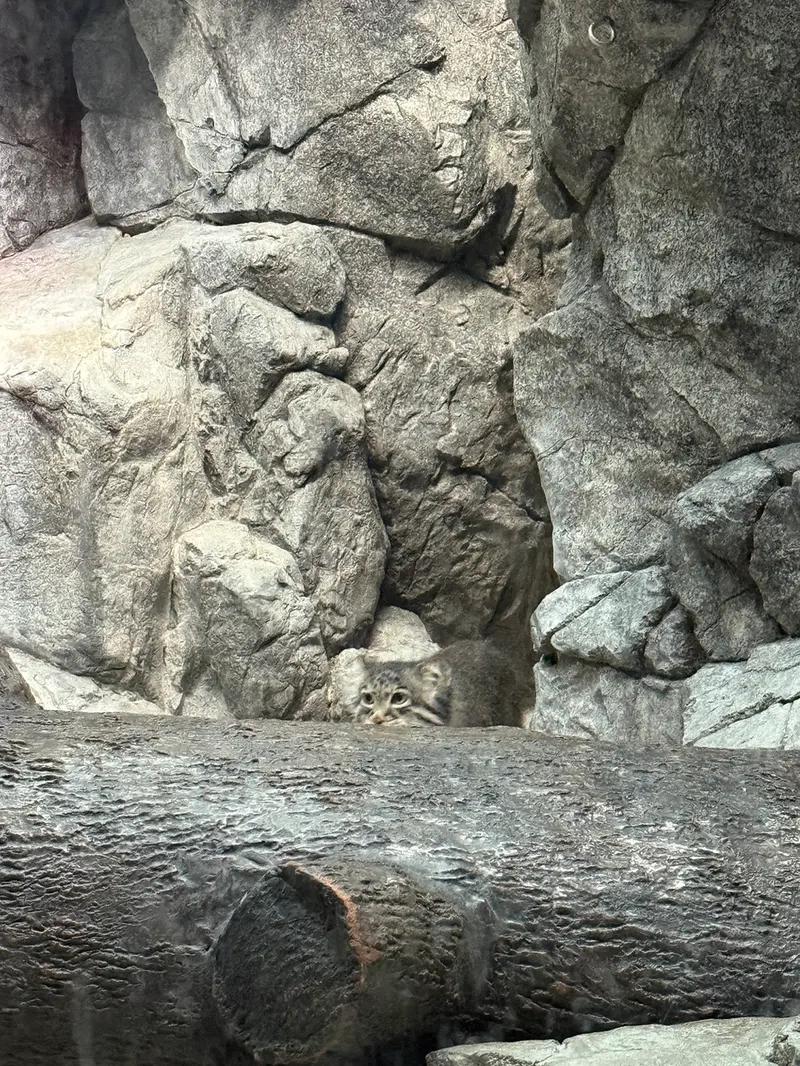 A photograph of a Pallas's cat in Cincinnati Zoo