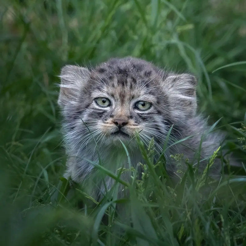 A photograph of a Pallas's cat in Port Lympne Wild Animal Park
