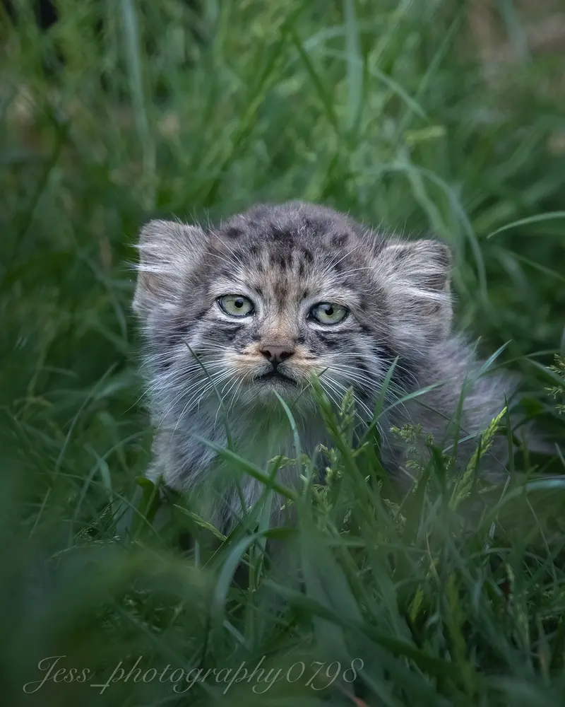A photograph of a Pallas's cat in Port Lympne Wild Animal Park