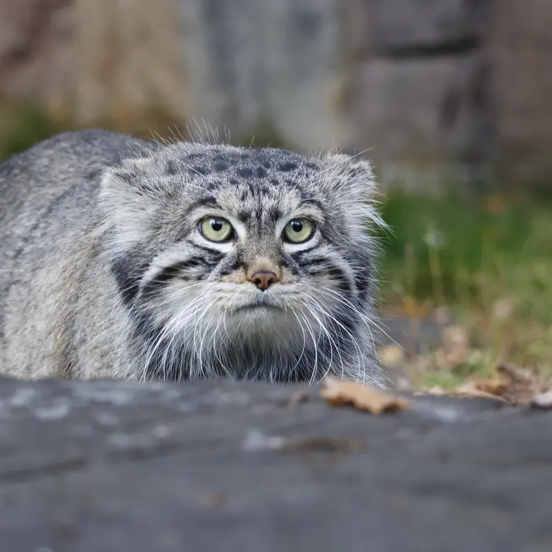 A photograph of Timofey in Moscow zoo