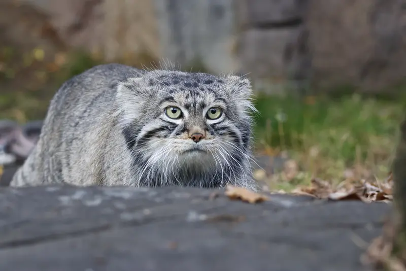 A photograph of Timofey in Moscow zoo