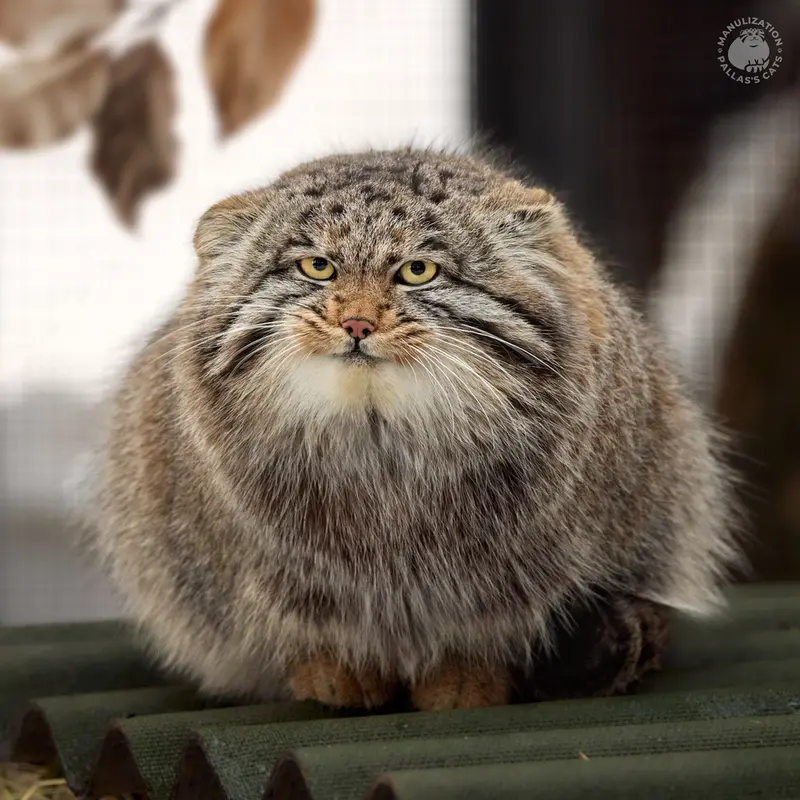 A photograph of Grey in Novosibirsk Zoo