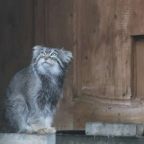 A photograph of a Pallas's cat in Moscow zoo