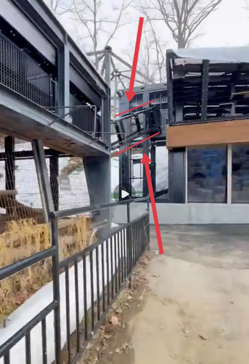 A photograph of a Pallas's cat