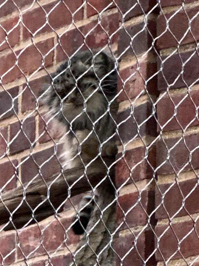 A photograph of a Pallas&#039;s cat in Prospect Park Zoo