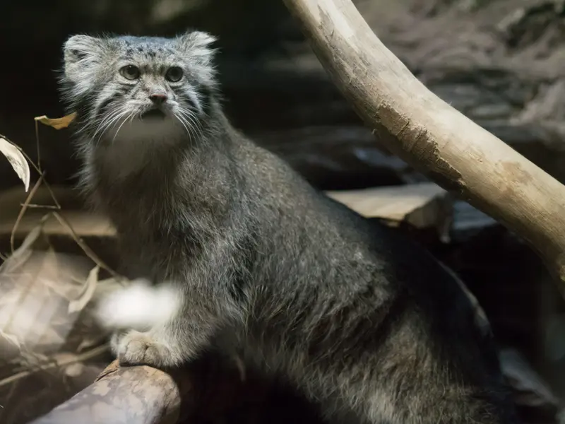 A photograph of Klyon in Ueno Zoological Gardens