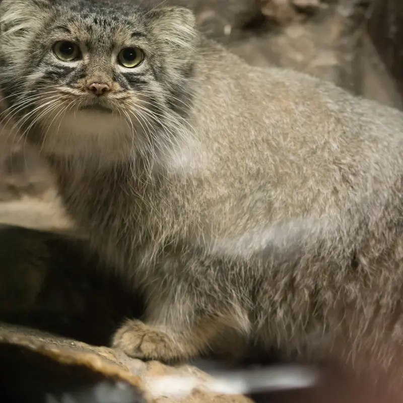 A photograph of Shafran in Ueno Zoological Gardens