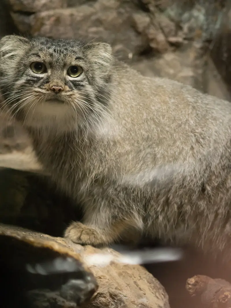 A photograph of Shafran in Ueno Zoological Gardens