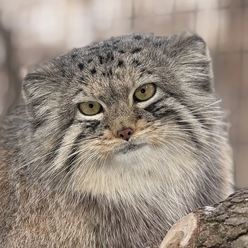 Brie the Pallas's cat from Oglebay Good Zoo