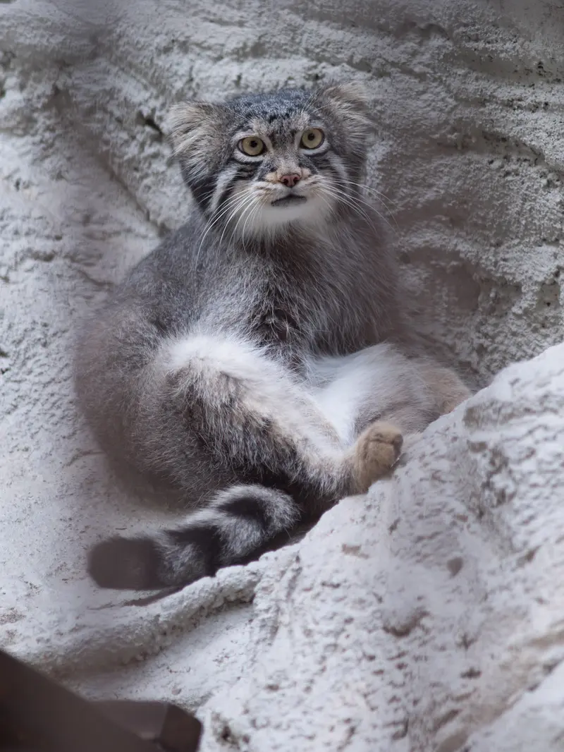 A photograph of Figa in Nogeyama Zoo