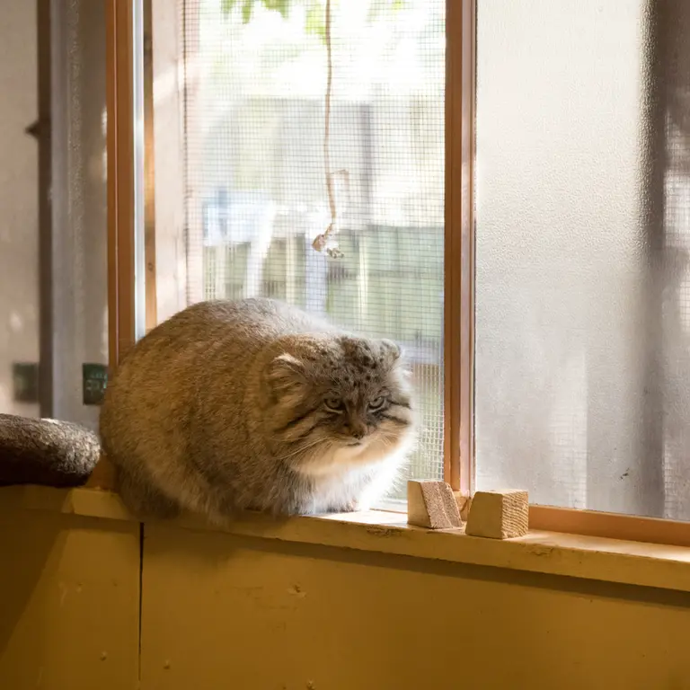 A photograph of Lotos in Saitama Children's Zoo