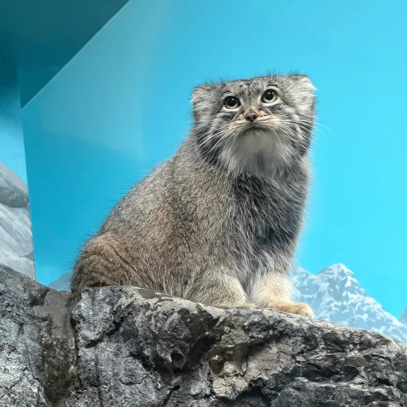 A photograph of Isabel in Cincinnati Zoo