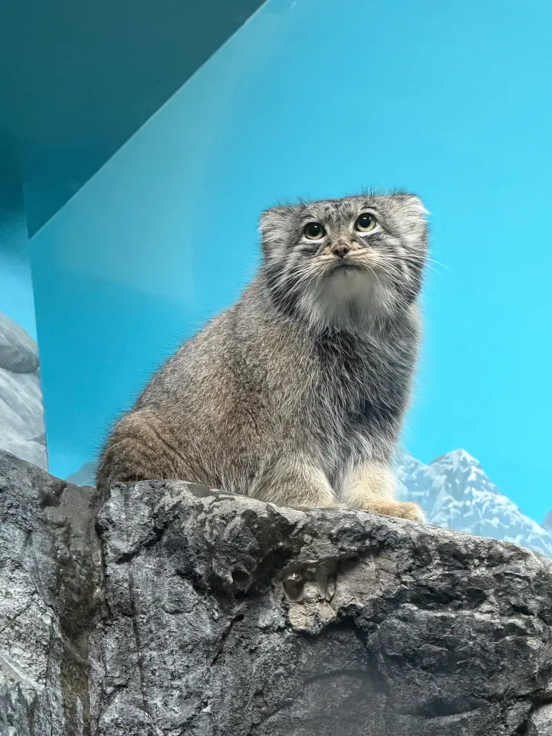 A photograph of Isabel in Cincinnati Zoo